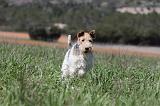 FOX TERRIER 190